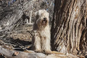 Albuquerque Prints: Wheaton terrier sitting next to a Cottonwood Tree (PR)