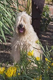 Terrier Prints: Wheaton terrier sitting in flower garden (PR)