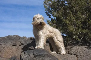 Sage Brush Prints: Wheaton terrier standing on volcanic rocks (PR)