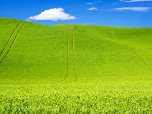 Landscape Prints: Wheel Patterns in Spring pea fields