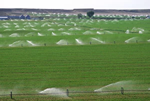 Wheeled sprinkler irrigation in Grandview, Idaho. agriculture, crop, ranch
