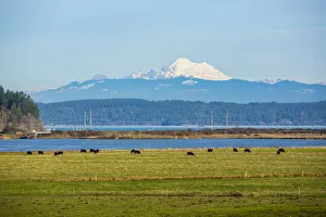 Jolly Sienda Prints: Whidbey Island, Washington State. Snowcapped Mount Baker, the Puget Sound, black cows