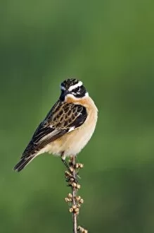 Images Dated 20th April 2007: Whinchat, Saxicola rubetra, male, National Park Lake Neusiedl, Burgenland, Austria