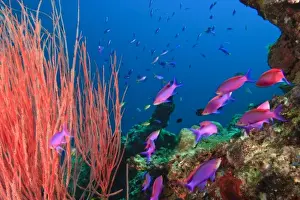 Images Dated 5th August 2004: Whip Coral & Fairy Basslets (Pseudanthias tuka) Milne Bay, Papua New Guinea