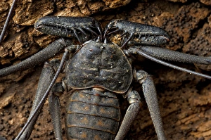 Costa Rica Prints: Whip Spider Or Tailess Whip Scorpion, Costa Rica, Central America