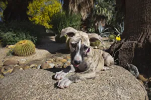 Caring Prints: Whippet Puppy
