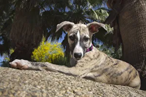 Images Dated 24th September 2019: Whippet Puppy