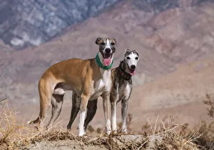 Standing Prints: Whippets in the desert