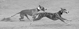 Black And White Prints: Whippets in motion