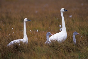 Swan Prints: whistling swan, Cygnus columbianus, or tundra swan, family in the 1002 coastal plain