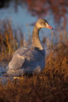 Images Dated 9th November 2005: whistling swan, Cygnus columbianus, juvenile eating roots in the 1002 coastal plain