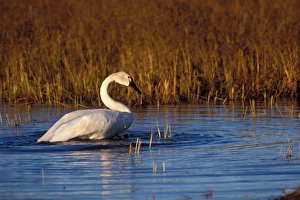 whistling swan, Cygnus columbianus, on the 1002 coastal plain of the Arctic National