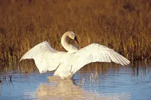 Wing Span Prints: Whistling swan or tundra swan, stretching its wings on the 1002 coastal plain of