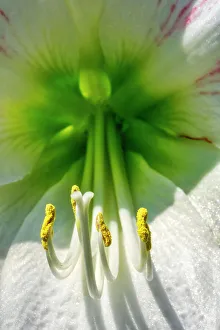 Stigma Prints: White amaryllis