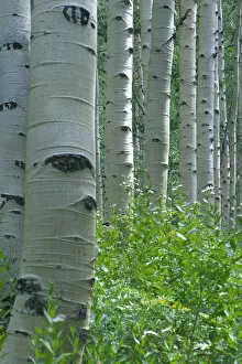 Images Dated 17th October 2005: White aspen trunks in forest