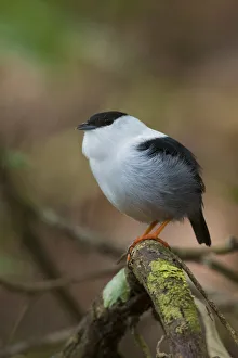 South American Prints: White-bearded manakin