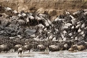 White-bearded Wildebeest or Gnu, Connochaetes taurinus, in the Masai Mara GR, Kenya
