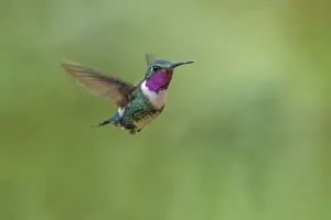 White-bellied woodstar flying, Ecuador