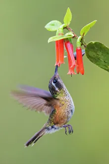 Hummingbird Prints: White-bellied woodstar going in for some nectar, in the mountains of Peru