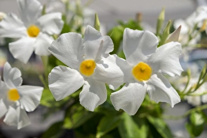 Alberobello Prints: White blooming flower
