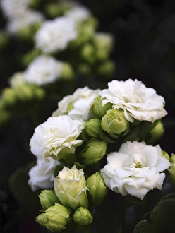 Images Dated 7th April 2011: white blossoms
