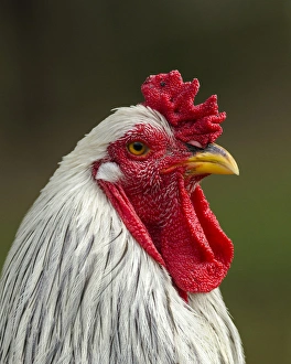 Shanghai Prints: White brahma rooster, Gallus gallus domesticus, Florida