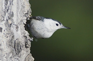 Images Dated 25th June 2007: White-breasted Nuthatch, Sitta carolinensis, adult male on aspen tree, Rocky Mountain National Park