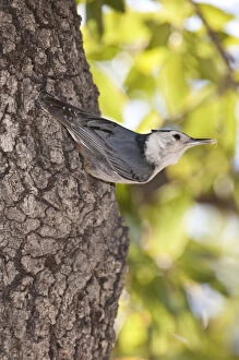 Images Dated 4th May 2006: White Breasted Nuthatch Sitta carolinensis South East Arizona