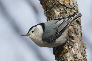 Survival Prints: White-breasted Nuthatch surviving Winter