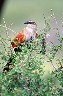 Images Dated 28th February 2007: White-browed Coucal Centropus superciliosus Tanzania Africa 2005