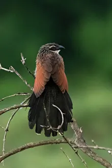 Perching Prints: A white browed coucal, Centropus Superciliosus. Voi, Tsavo, Kenya