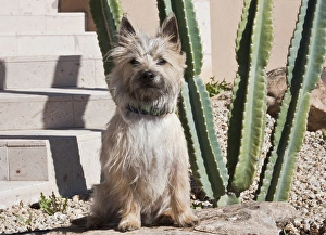 Collar Prints: A white Cairn Terrier sitting next to a cactus