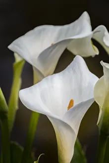White Calla lily, Shore Acres State Park, Cape Arago Highway, Coos Bay, Oregon