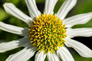 Images Dated 3rd September 2019: White coneflower, USA