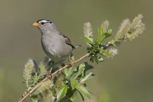 Sub Arctic Prints: White-crowned sparrow, sub-arctic willow