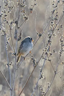 Images Dated 9th June 2021: White-crowned Sparrow (Zonotrichia leucophrys), St. Charles County, Missouri