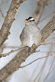 Images Dated 9th February 2011: White-crowned Sparrow (Zonotrichia leucophrys) on a cold day