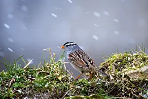 Snowing Prints: The white-crowned sparrow (Zonotrichia leucophrys) is a medium-sized sparrow native