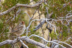 New Images March 2025 Part 2 Prints: White crowned sparrows in Palm Springs, California, USA