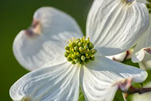 Dogwood Prints: White Dogwood flowers, USA