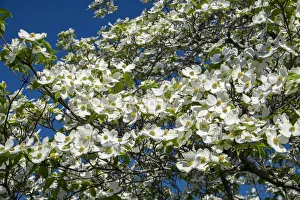 Dogwood Prints: White dogwood tree, USA