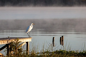 Thanksgiving Prints: White Egret in foggy morning light on the St. John River in Florida