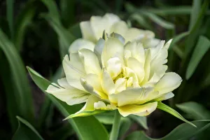 Two Tone Prints: White Exotic Emperor tulip, USA