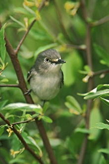 Images Dated 12th January 2011: White-eyed Vireo, Vireo olivaceus