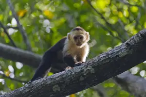 White-face monkey in the forest, Pico Bonito National Park, Honduras