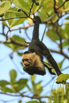 Images Dated 7th March 2007: White-faced Capuchin Monkey (Cebus capucinus). Native to Central America. Roatan