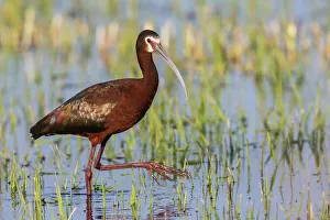 Shorebird Prints: White-faced ibis foraging in Southeast Oregon wetland, USA