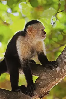Honduras Prints: White Faced Monkeys ( Cebus Capucinus) in trees on Fantasy Island Roatan in Honduras