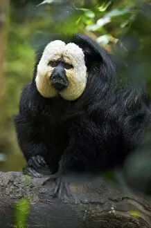 Images Dated 29th August 2008: White-faced Saki (Pithecia pithecia), South America White-faced Saki (Pithecia pithecia)