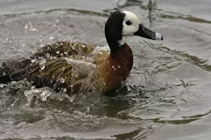 Images Dated 14th May 2006: White-faced Whistling Duck (Dendrocygna viduata) CAPTIVE Slimbridge Wildfowl